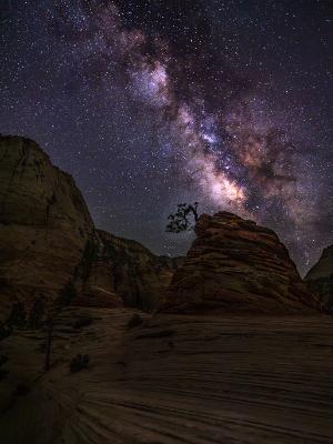 Lone Tree Milky Way Silhouette
