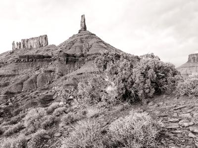 Castleton Tower and Juniper Tree