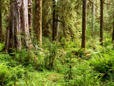 Hoh Rainforest Panorama