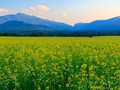 Adirondacks Canola Fields Panorama (click for full width)