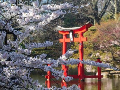 Cherry Blossoms and Shinto Shrine