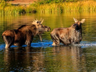 Sprage Lake Frisky Moose
