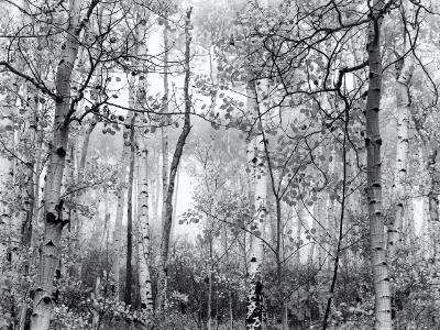 Foggy Aspen Grove Black & White