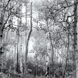 Foggy Aspen Grove Black & White