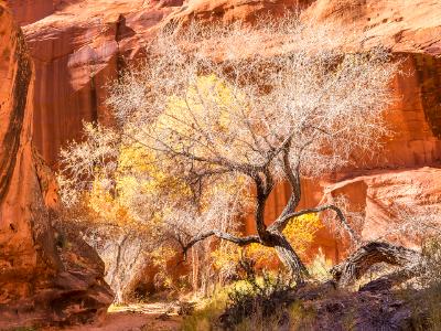 Dramatic Cottonwood in Neon Canyon