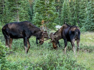 Two Moose Lock Antlers