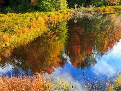 Autumn Trees Reflected in Fly Pond