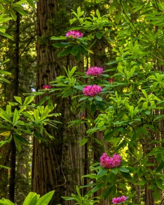 Redwoods and Pink Rhododendron