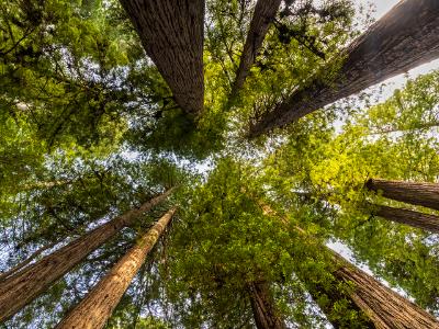 Redwoods Reach the Sky