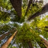 Redwoods Reach the Sky