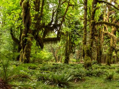 Joe's Clearing Panorama