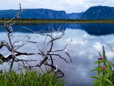 Silver Drifwood and Reflected Cliffs