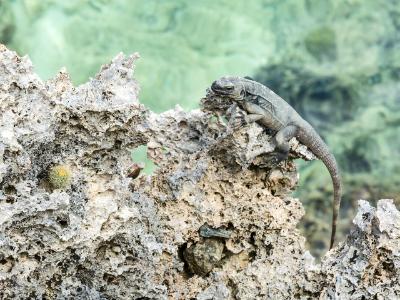 Roatan Lizard on Coral Shore