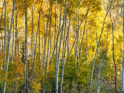 Aspen Forest Autumn Layers