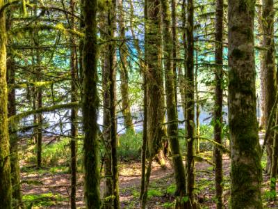 Lake Crescent Forest Path