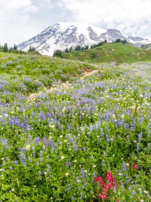 Mt. Ranier Golden Gate Trail