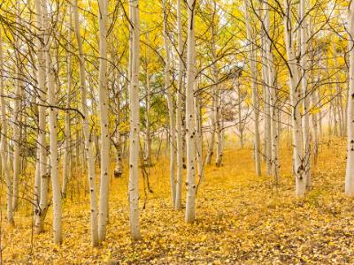 Golden Aspen Grove