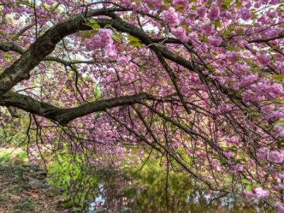 Cherry Branches Reflected