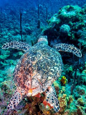 Hawksbill Turtle Glides over the Reef