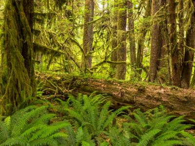 Hoh Rainforest Ferns and Log