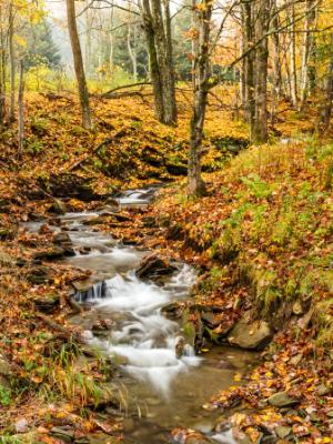 Catskills Forest Leafy Stream