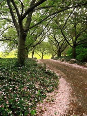 Cherry Lane