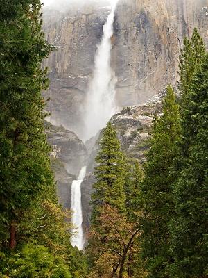 Yosemite Falls Forest