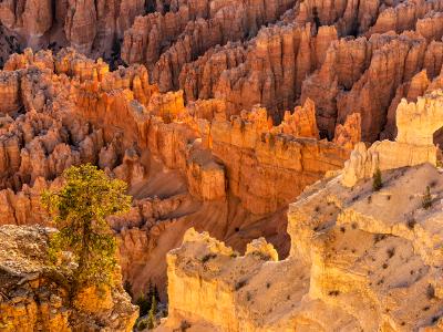 Lone Tree and Bryce Hoodoo Glow