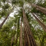 Sequoias in the Mist