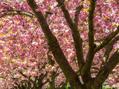 Cherry Trees Pink Roof