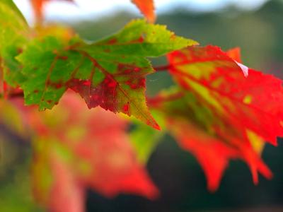 Leaves Turning Red