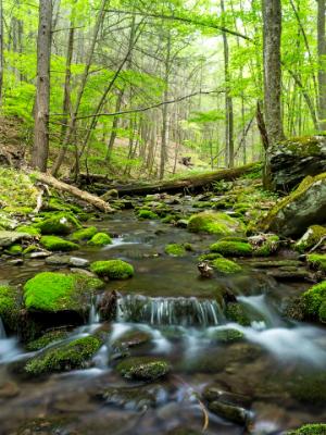 Catskills Forest Brook