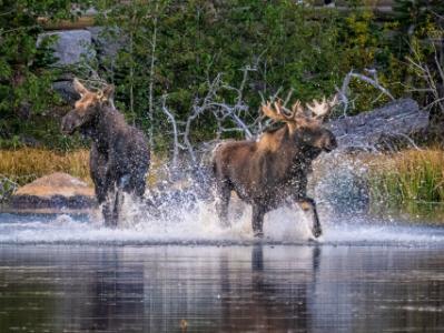 Playful Moose Splashing in Sprague Lake