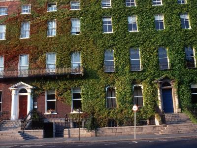 Ivy Covered Building