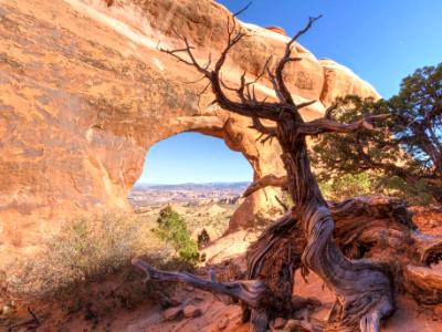 Walking Juniper Tree  at Partition Arch