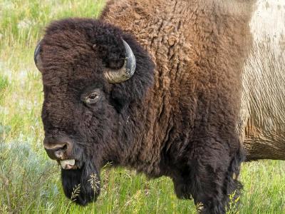 Buffalo with Tongue Out