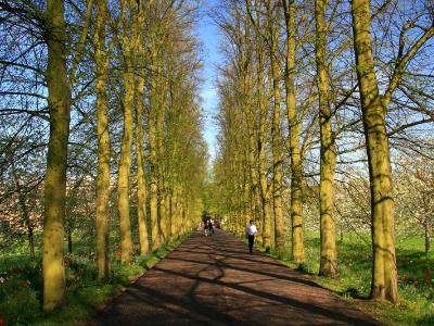 Linden Tree Boulevard