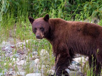 Black Bear Walking