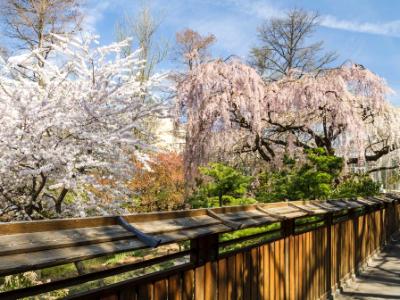 Garden Fence and Cherry Trees