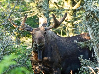 Inquisitive Bull Moose