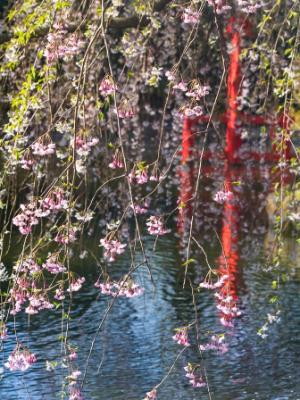 Japanese Pond Hanging Cherry Blossoms