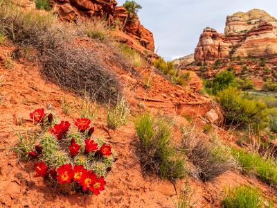 Claret Cup Cactus in Calf Creek Canyon