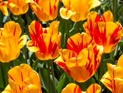 Olympic Flame Tulips