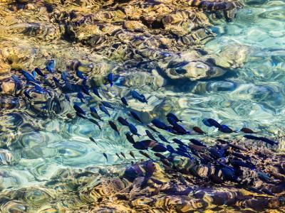 School of Blue Tang Crossing Roatan Reef