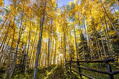 Wilson Mesa Aspen Grove Wilson Mesa Aspen Grove