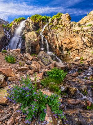 Timberline Falls and Mountain Bluebells