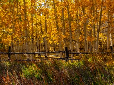 Colorful Aspen Fence