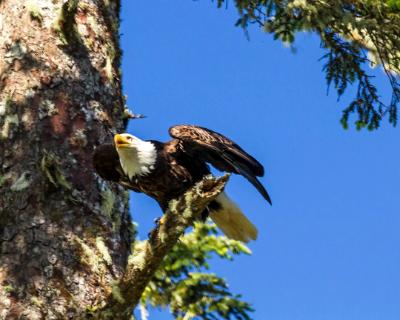 Bald Eagle Takeoff