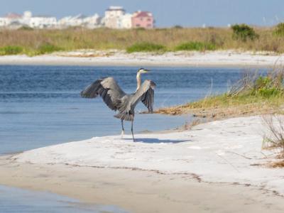 Heron Beach Landing