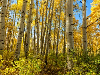 McClure Pass Aspen Grove in Peak Autumn Color